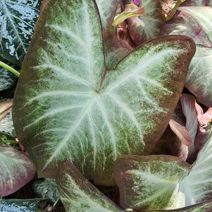 Caladium 'Crème Brulee'