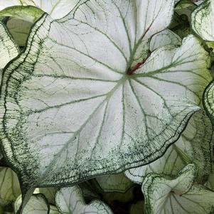 Caladium 'High Society'