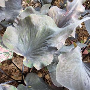 Caladium 'Midnight Oil'