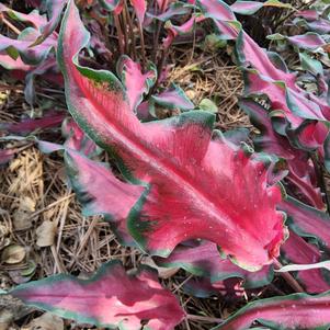 Caladium 'Sheer Magic'
