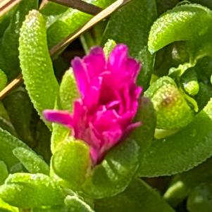 Delosperma hybrid 'Violet Flare'