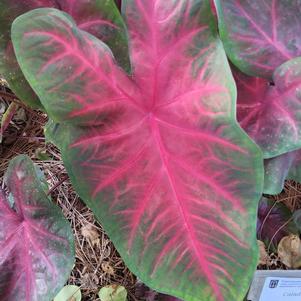 Caladium 'Too Hot'