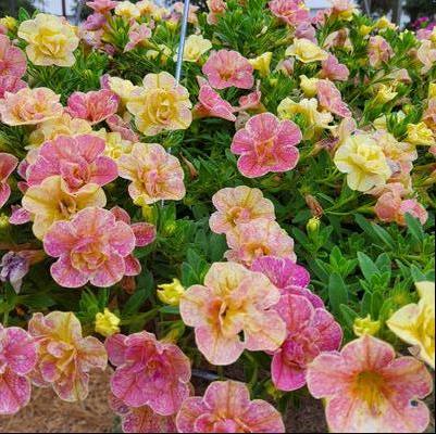 Calibrachoa hybrid 'Double Grapefruit'