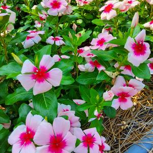 Catharanthus roseus 'Blush Splash'