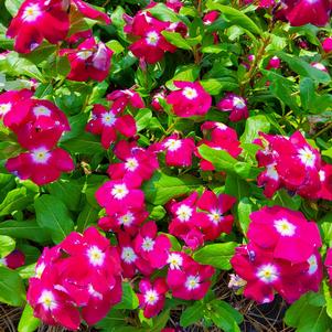 Catharanthus roseus 'Cranberry Halo'