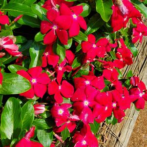 Catharanthus roseus 'Red Glow'