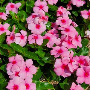 Catharanthus roseus F1 'XDR Deep Strawberry'