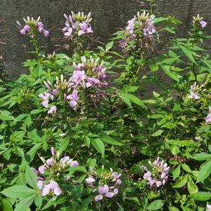 Cleome hybrid 'Señorita Rosalita®'
