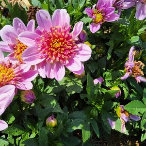 Dahlia 'PinkBurst'