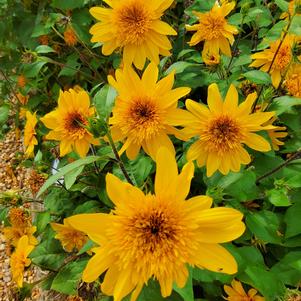 Helianthus annuus 'Double Yellow'