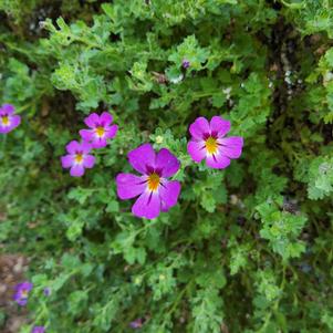 Jamesbrittenia hybrid 'Dusk™'