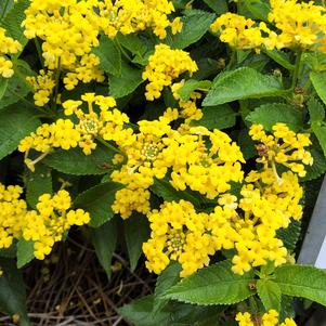 Lantana 'Yellow'