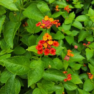 Lantana camara 'Red Chili'