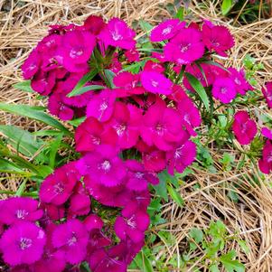 Dianthus 'Purple'