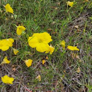 Oenothera hybrid 'Sunglow'