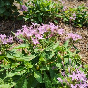Pentas lanceolata 'Lilac'