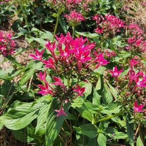 Pentas lanceolata 'Lipstick'