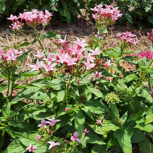 Pentas lanceolata 'Pink Bicolor'