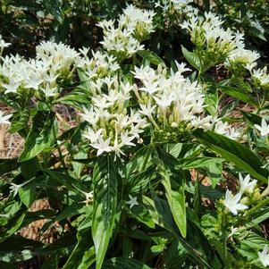 Pentas lanceolata 'White'