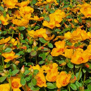 Portulaca 'Mango'