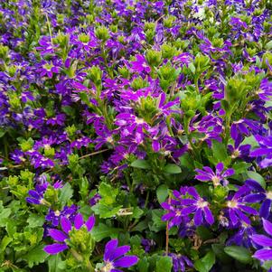 Scaevola 'Blue Violet Improved'