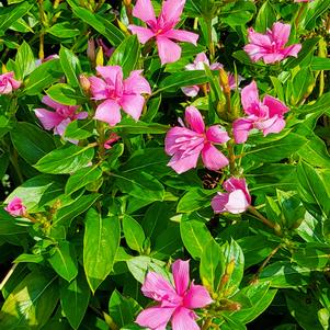 Vinca 'Double Pink Improved'