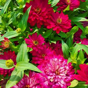 Zinnia marylandica 'Cherry'