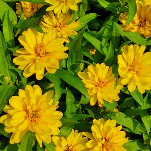 Zinnia marylandica 'Deep Yellow'