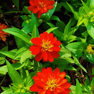Zinnia marylandica 'Fire'