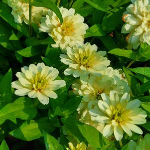 Zinnia marylandica 'White'