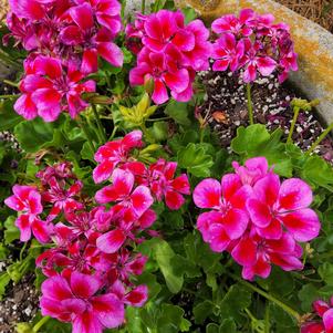 Zonal Geranium 'Purple+Big Eye'