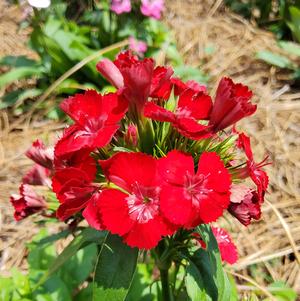 Dianthus 'Scarlet'