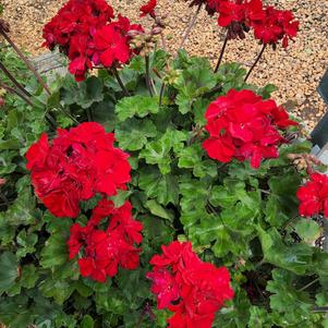 Zonal Geranium 'Red'