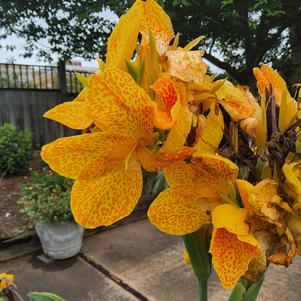 Canna generalis 'Gold Leopard'