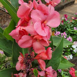 Canna generalis 'Rose Dark Bud'