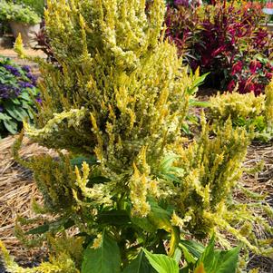 Celosia plumosa 'Yellow'