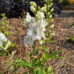 Delphinium 'White'