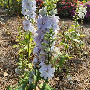 Delphinium 'Lavender'