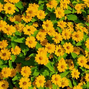 Melampodium 'Gold'