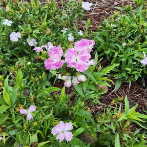 Dianthus chinensis x barbatus 'White'