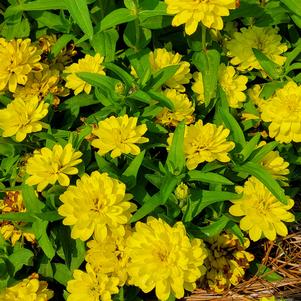 Zinnia hybrida 'Yellow'