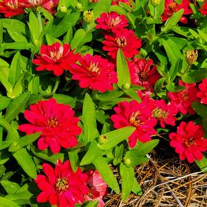 Zinnia hybrida 'Bright Rose'