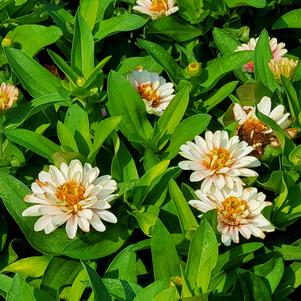 Zinnia hybrida 'Pink Bicolor'