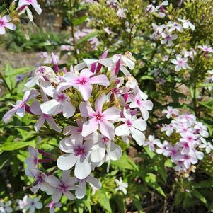 Phlox paniculata 'Confetti Cake™'
