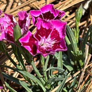 Dianthus hybrid 'Pink Spot'