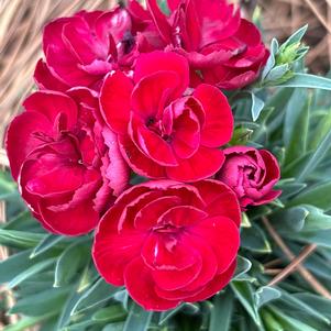 Dianthus hybrid 'Red'