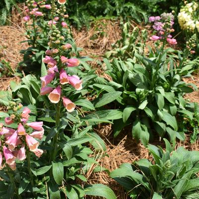 Digitalis 'Rose'