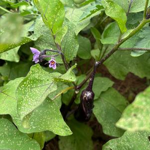 Eggplant 'Black'