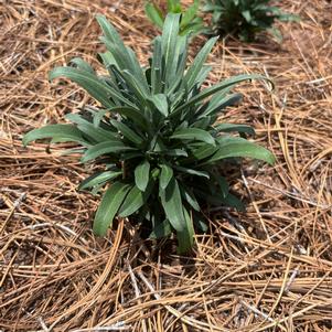 Erysimum hybrid 'Brilliance'