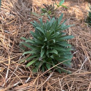 Erysimum hybrid 'Lavender'